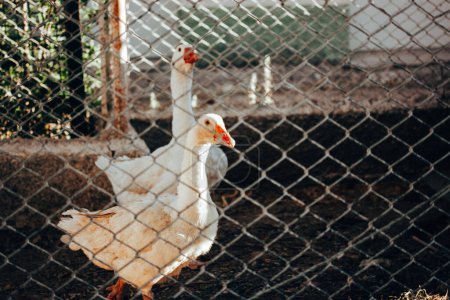 White geese behind bars in a farmland barn. Agriculture, poultry farming. Farm animals outdoors. Feathered waterfowl birds, ducks at organic eco farm.
