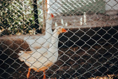 Oies blanches derrière les barreaux dans une grange agricole. Agriculture, aviculture. Animaux de ferme à l'extérieur. Oiseaux aquatiques à plumes, canards à la ferme écologique biologique.