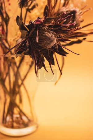 Dry exotic plants with unusual flowers. Bouquet of dried orange pincushion protea flower on a beige background with space for text. Floral composition
