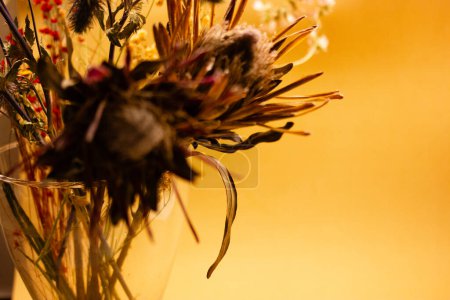 Plantes exotiques sèches aux fleurs insolites. Bouquet de fleur de protea à coussin d'épingle orange séchée sur fond beige avec espace pour le texte. Composition florale