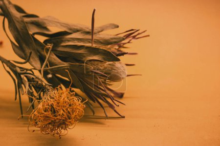 Plantas exóticas secas con flores inusuales. Ramo de flor de protea de almohadilla de naranja seca sobre un fondo beige con espacio para el texto. Composición floral