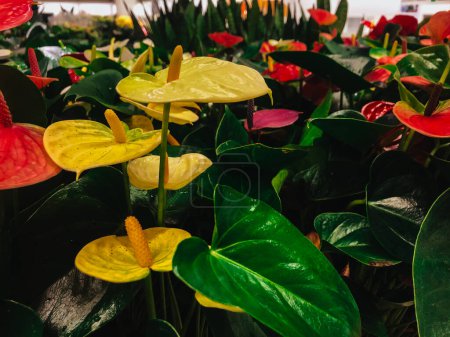 Blooming red and yellow anthurium flowers blossoming Summer tropical garden. Summertime flowering exotic plants. National flower park. Colorful blooms