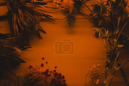 Rahmen mit getrockneten exotischen Blumen, Blättern, Pflanzen auf orangefarbenem Hintergrund Raum für Text Floraler Hintergrund in dunkler Tonart mit Freiraum im Kreis