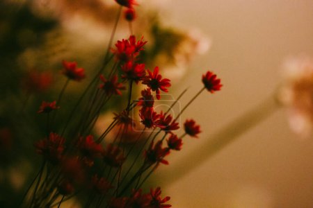 Petites fleurs rouges dans un bouquet à la lumière chaude. Décor floral pour la maison. Carte postale florale abstraite. Herbier de différentes fleurs séchées et herbes.