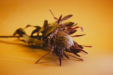 Tropische Blume Tropea auf gelbem Hintergrund mit Kopierraum. Exotische Knospen. Makronatur. Florale Postkarte mit Platz für Text. Floristik-Tapete.