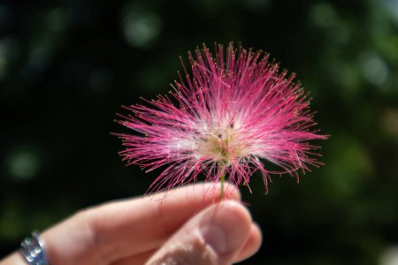 Flowering Albizia julibrissin, Persian silk pink fluffy flower in female hand. Chinese acacia pink blossoming flowers in spring botanical garden.