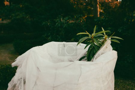 Preparing plants for winter. Small deciduous tree in white bag. Gardening, growing, transplanting trees. Irrigation of a green tree with water bag.