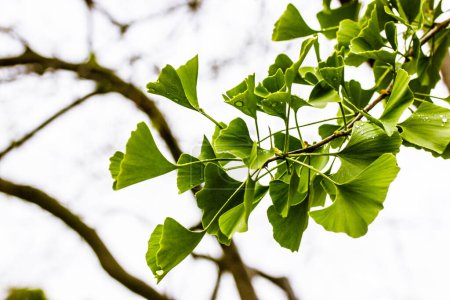 Ginkgo tree branch with fresh green leaves. Leaves on branches on light background. Nature of forest, reserve, park, botanical garden Twig and foliage