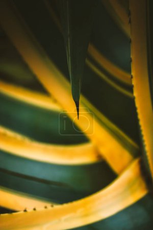 Agave Americana or century plant, maguey, American aloe green yellow striped prickly plant close up. The prickles on the smooth, long leaves. 