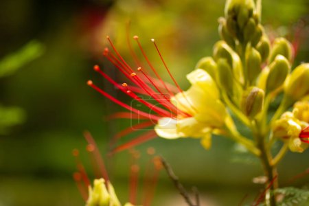 Erythrostemon gilliesii known also as bird of paradise. Exotic red flower with yellow petals, stamens. Summer nature Wild flower Caesalpinia gilliesii
