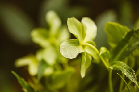 Helleborus Foetidus grüne Ranunkel, Frost Wildblumen wachsen im Frühling Garten. Eine primäre grüne Blume in voller Blüte. Frühlingserwachen der Natur. 