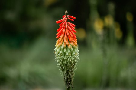 Kniphophia Uvaria. Orange yellow Torch Lily blooming plant. Red Hot Poker flowering in spring garden. Single beautiful exotic flower bud in forest. 