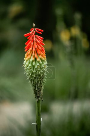 Kniphofia Uvaria. Antorcha de color amarillo anaranjado Lily planta floreciente. Red Hot Poker florece en el jardín de primavera. Solo brote de flor exótica hermosa en el bosque. 