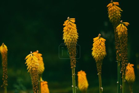 Hellorange Aloe-Blüten in einem Park. Antorcha Hardy Iris Blume Seltene Pflanzen Kniphofia Uvaria. Gartenblumen, winterharte Kübel exotische Pflanzen. Floraler Hintergrund