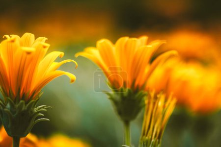 Hermosa flor naranja que crece en la naturaleza sobre un fondo verde natural. Increíble fondo de pantalla floral. Brote de flor de macro de cerca. Verano jardín plantas. 