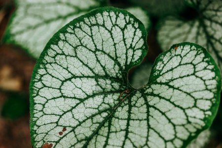 Brunnera macrophylla leaf with veins on natural brown background. Tropical rainforest green plants and leaves texture close up. Wild macro nature. 