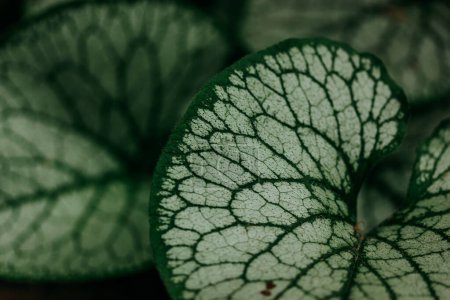 Brunnera macrophylla Blatt mit Adern auf natürlichem braunem Hintergrund. Tropischer Regenwald grüne Pflanzen und Blätter Textur aus nächster Nähe. Wilde Makronatur. 