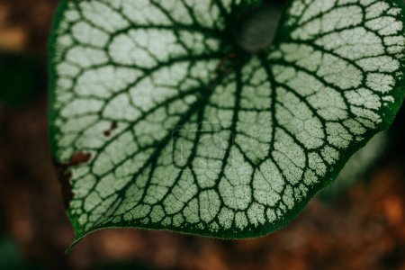 Brunnera macrophylla leaf with veins on natural brown background. Tropical rainforest green plants and leaves texture close up. Wild macro nature. 