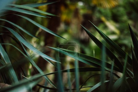 Un fourré dans la forêt tropicale, la jungle. Palmiers à feuilles persistantes, buissons en forêt profonde, bois. Les plantes poussent dans un jardin tropical. Nature exotique en été.