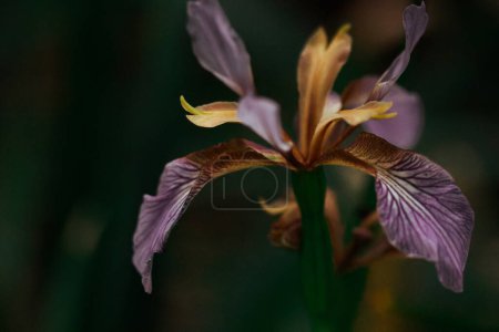 Beautiful single Iris foetidissima violet purple flower bud on dark background. Stinking iris, gladdon, Gladwin iris, roast-beef flowering plant.