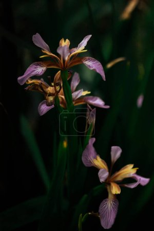 Iris foetidissima violet purple flowers, petals on dark vertical background. Stinking iris, gladdon, Gladwin iris, roast-beef flowering plant in bloom