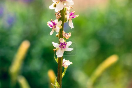Verbascum phlomoide pink flowers in spring. Pretty small flower buds with gently petals on natural green background in sunny garden. Floral blooms.