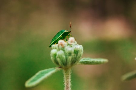 Green shield beetle sitting on a flower bud on a blurred natural green background in a forest. Animals and insects in a wild. A bug in a rural nature.