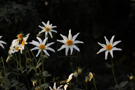 Dahlia Honka Star. Weiße Snoflake Dahlia Blüten auf schwarzem Hintergrund. Dahlien blühen. Gartenblumenbeet. Kosmetikerin florale Tapete. 