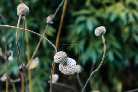 Makroaufnahme einer japanischen Anemonenkapsel. Makroblumen, Pflanzen im Garten Zartheit der Pflanzen. Anemonen Köpfe und verdrehte Stängel Hintergrund