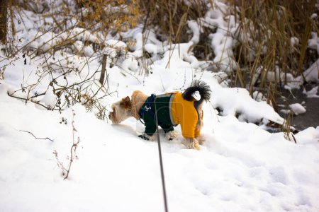 Yorkshire Terrier chien dans le parc d'hiver. Petit chien habillé élégant dehors à froid hiver journée enneigée chiot en combinaison chaude domestique petit chien dans les chaussures
