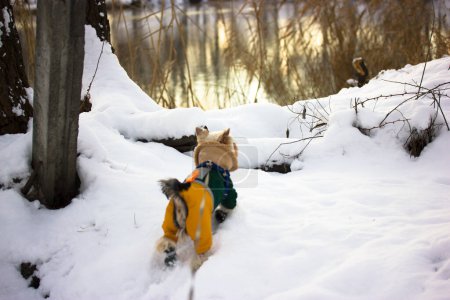 Yorkshire Terrier chien sur le lac d'hiver. Petit chien habillé élégant dehors à froid hiver journée enneigée chiot en combinaison chaude domestique petit chien dans les chaussures