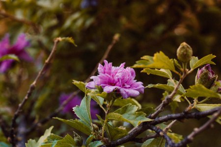 Hibiscus syriacus schöne lila Blüten Hintergrund. Gartenbau, Blütenzucht im Garten, Blumenbeet. Blühende Tapeten mit blühenden Blütenknospen. Blühende Sträucher im Frühling. 