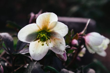 Helleborus Foetidus buttercup vert, gelée fleurs sauvages poussent dans le jardin de printemps. Une grappe primaire de fleurs blanches en fleurs. Printemps nature éveil. 
