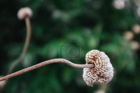 Una foto macro de una cápsula de semillas de anémona japonesa. Macro flores, plantas en un jardín Ternura de las plantas. Cabezas de anémonas y fondo de tallos torcidos