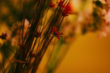 Rote winzige Blüten in einem Strauß in warmem Licht. Blumenschmuck für zu Hause. Abstrakte floristische Postkarte. Herbarium mit verschiedenen getrockneten Blumen und Kräutern.