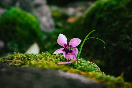 La flor europea de color rosa ciclamen yace sobre piedras verdes cubiertas de musgo. Fondo de hierba natural. Renacimiento mágico de la naturaleza en el bosque de primavera temporada, jardín. 