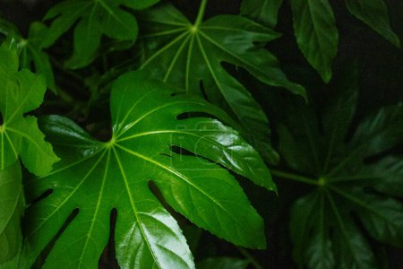 Aralia Japonica frische Blätter Dunkelgrüne tropische Pflanzen wachsen in einer wilden Natur aus Wald, Regenwald, Dschungel, Park. Fatsia-Pflanze im japanischen Garten