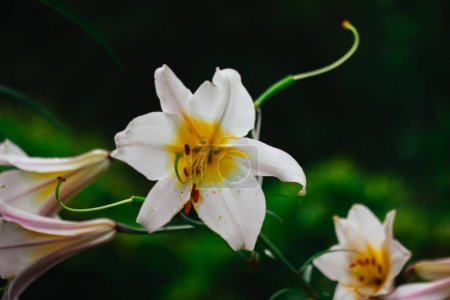 Lirio blanco amarillo Lilium regale, llamado el lirio real o real, lirio del rey. Planta con flores en una familia de lirios Liliaceae. Flores de campana grande en forma de trompeta.