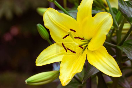 Einzelne gelbe Lilium regale, die königliche oder königliche Lilie, Königslilie genannt. Blühende Pflanze in einer Lilienfamilie Liliaceae. Trompetenförmige große Glockenblumen.