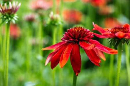 Echinacea purpurea Eccentric red bright flower buds among green leaves on natural background. Blossoming flowers in summer formal garden Medical plant