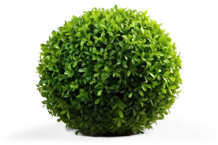 Photo for Green bush isolated on transparent background - Royalty Free Image
