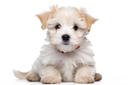 Foto de Maltipoo Maltese perrito perrito perrito peluche aislado sobre fondo transparente, archivo png - Imagen libre de derechos
