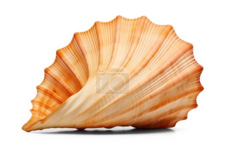 Foto de Cáscara de mar espiral, molusco marino aislado sobre fondo transparente, cortar archivo png - Imagen libre de derechos