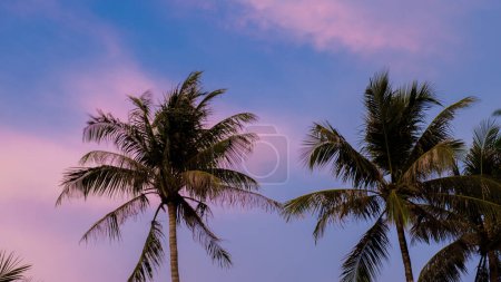 Téléchargez les photos : Palmiers avec un ciel couchant et des nuages à Phuket Thaïlande. Palmiers verts dans le ciel - en image libre de droit