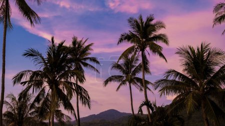 Téléchargez les photos : Ciel couchant avec des nuages de palmiers à Phuket Thaïlande. Palmiers verts en arrière-plan du ciel - en image libre de droit