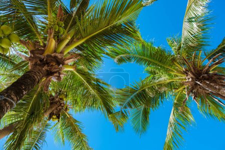 Photo for Palm trees with a blue sky and clouds in Phuket Thailand. Green palm trees in the sky - Royalty Free Image