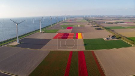Photo for Windmill turbines at sea with colorful tulip fields seen from a drone view - Royalty Free Image
