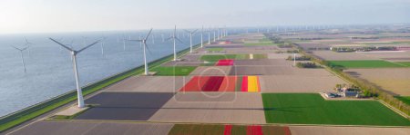 Foto de Turbinas de molino de viento en el mar con coloridos campos de tulipanes vistos desde una vista de dron - Imagen libre de derechos