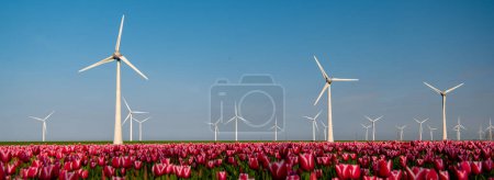 Foto de Turbinas de molino de viento con campo de tulipanes durante la temporada de primavera con cielo azul - Imagen libre de derechos