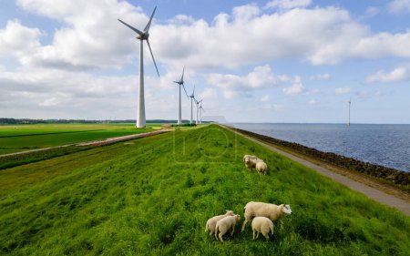 Foto de Parque de molinos de viento con ovejas en las turbinas de dique y molinos de viento - Imagen libre de derechos